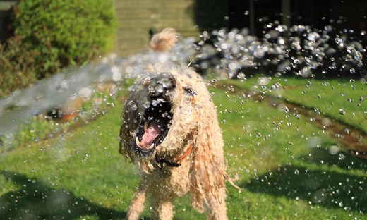 How to Keep Your Dog Cool In Summer